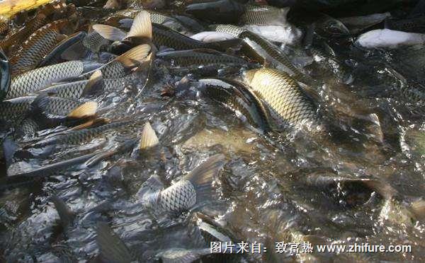 養一畝草魚能賺多少錢？養草魚的成本和利潤