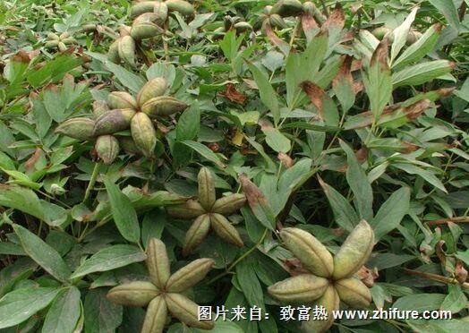 油用牡丹經濟效益怎么樣？ 適合庫爾勒種植嗎？