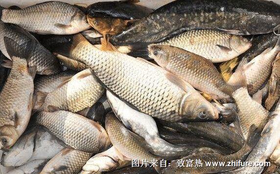 養一畝鯽魚能賺多少錢？養鯽魚的成本和利潤