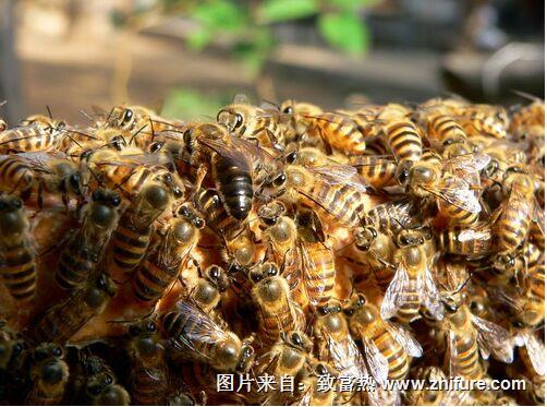 幼年土蜂經常爛子怎么辦？應該打藥么？