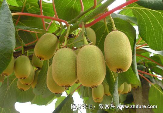 獼猴桃種植現在還行么？ 前景怎么樣？