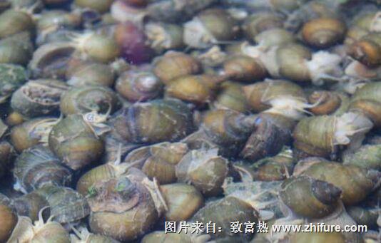 養(yǎng)殖田螺的效益怎么樣？