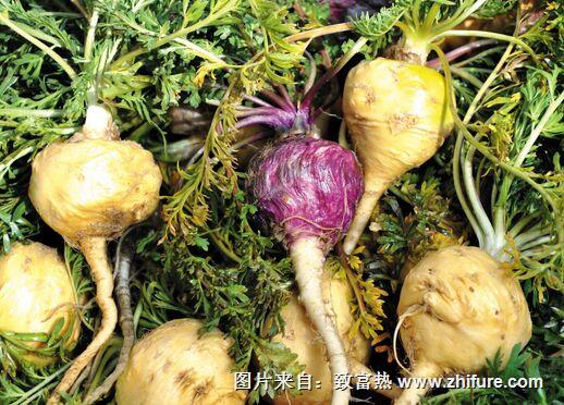 新疆可以種瑪咖嗎，啥樣的地方適合種植？