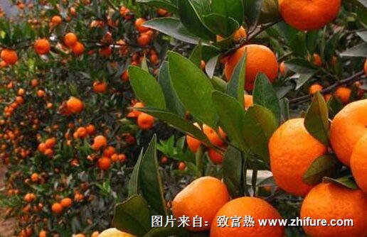 柑橘樹的四季修剪技術嗎?