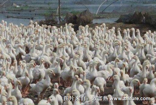現在養鵝效益怎么樣？有前景嗎？