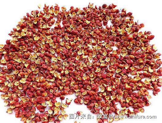 花椒種植怎么樣？ 花椒種植前景如何？