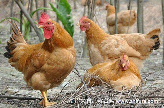 土雞的養殖前景怎么樣？有什么風險？