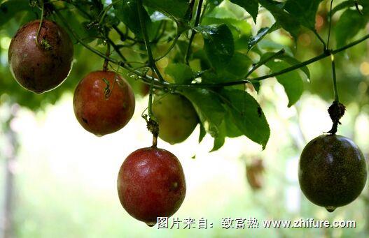 百香果的育苗技術