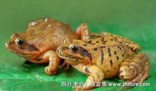 雪蛤是什么？