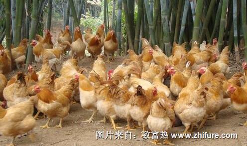 雞傳染性法氏囊病的防控