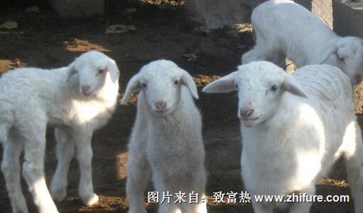 養羊巧加飼料添加劑