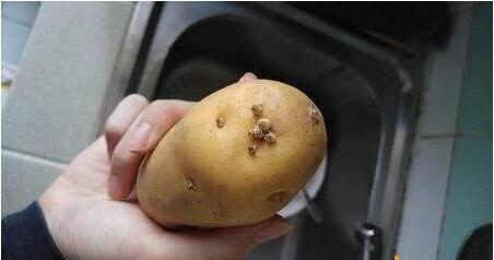 土豆發芽了還能吃嗎？為什么土豆發芽了不能吃