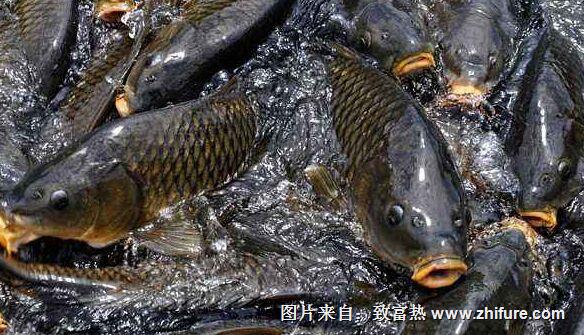 養一畝鯉魚能賺多少錢？養鯉魚的成本和利潤