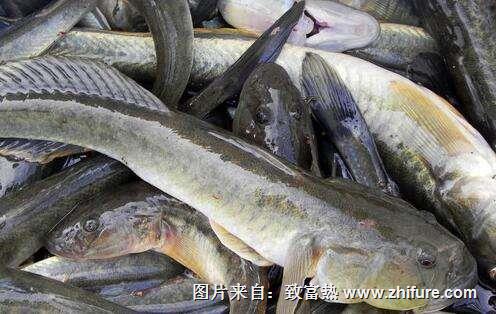 養(yǎng)一畝鯰魚(yú)能賺多少錢(qián)？養(yǎng)鯰魚(yú)的成本和利潤(rùn)