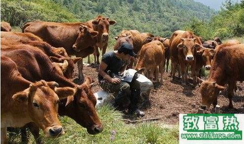 一個月一頭牛的飼養成本以及飼養技術