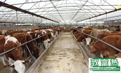 養牛場牛糞處理方法