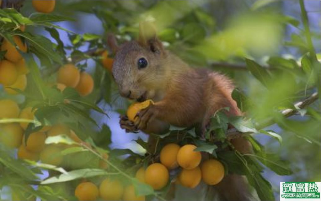 果園如何防治松鼠？如何驅(qū)趕松鼠