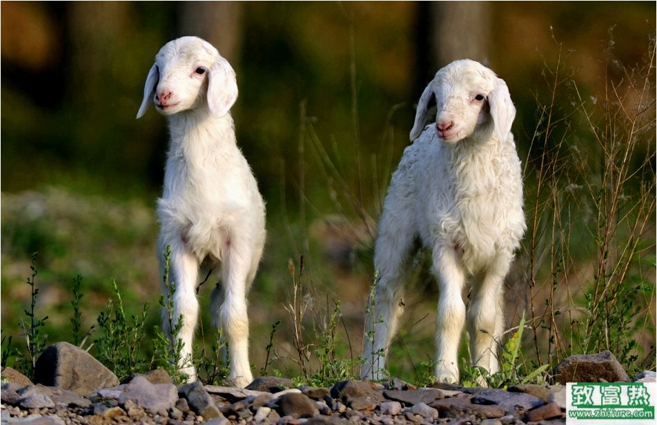 小羊的飼養(yǎng)技術(shù)