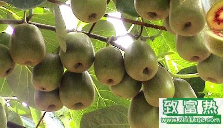 在湖南可以種植什么水果？獼猴桃的種植方法
