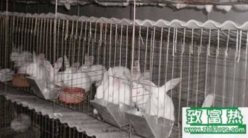 養(yǎng)兔子的風(fēng)險有哪些?