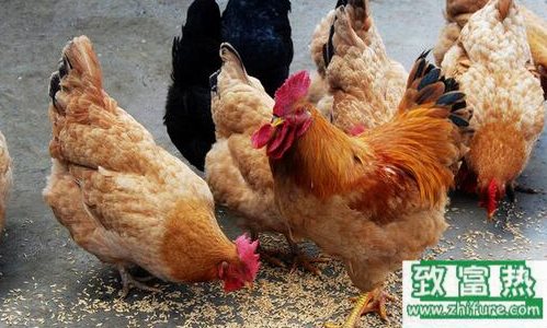 雞飼料如何配制?