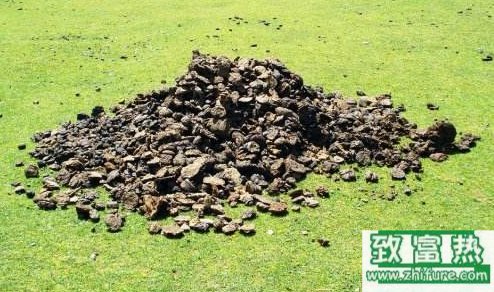 牛糞處理途徑及應用