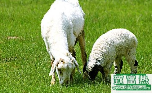 羊最常見的疾病都有哪些