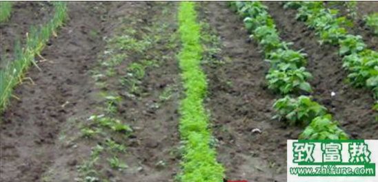 三月份適合種植什么菜?