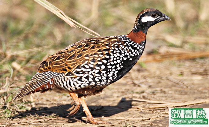 鷓鴣的疾病防治技術