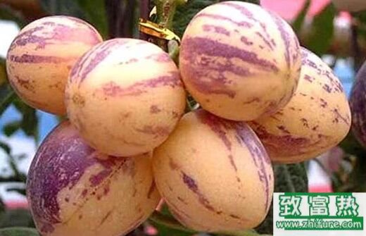 人參果繁殖方法