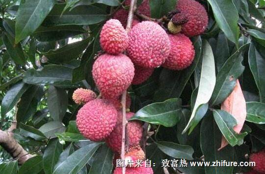 種一畝荔枝能賺多少錢？種荔枝的成本和利潤