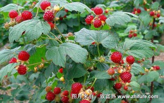 種一畝樹莓能賺多少錢？種樹莓的成本和利潤