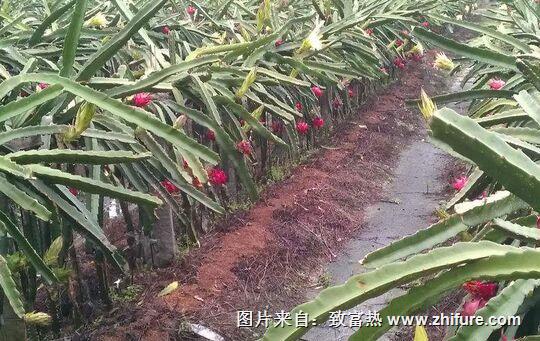 種一畝火龍果能賺多少錢？種火龍果的成本和利潤(rùn)