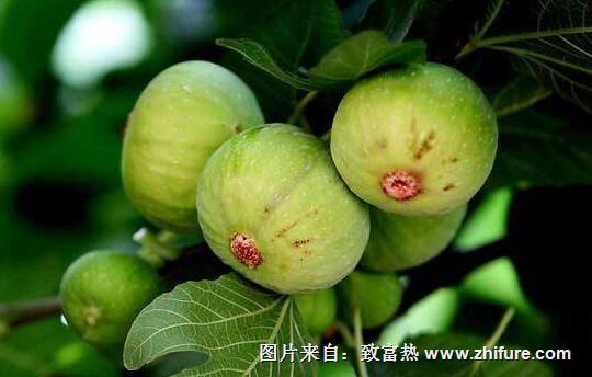 種一畝無花果能賺多少錢？種無花果的成本和利潤