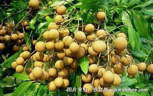 種一畝龍眼能賺多少錢?種龍眼的成本和利潤