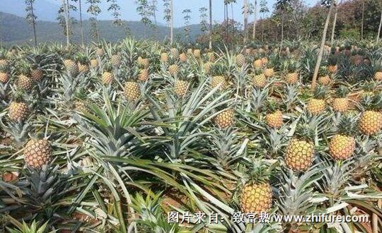 種一畝菠蘿能賺多少錢？種菠蘿的成本和利潤(rùn)