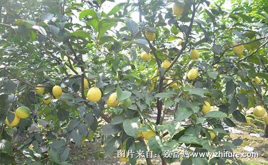 種一畝檸檬能賺多少錢？種檸檬的成本和利潤(rùn)