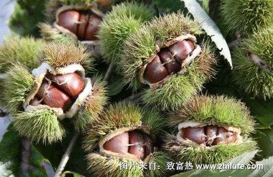 種一畝板栗能賺多少錢？種板栗的成本和利潤