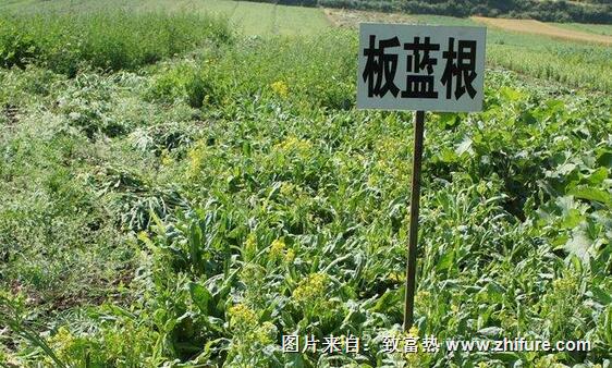 中藥材種植5大風險