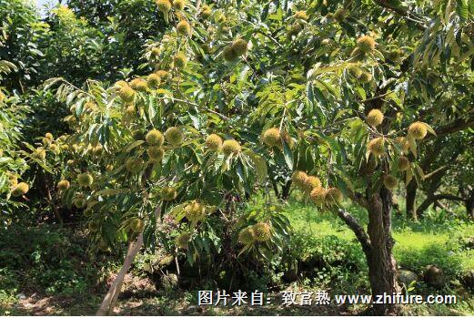 板栗種植新技術