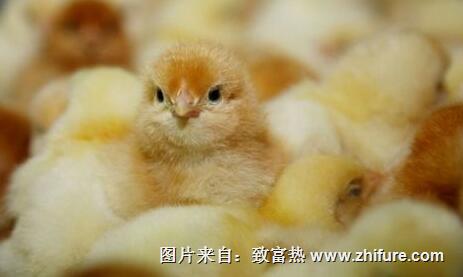 家禽雞傳染性法氏囊病的防治