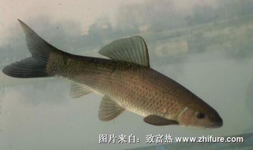 青魚的飼料配方