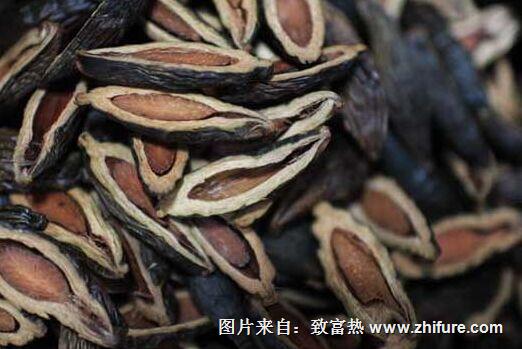 檳榔種植新技術