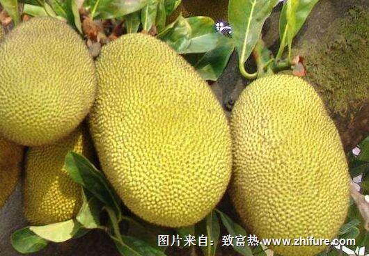 菠蘿蜜種植新技術(shù)