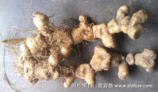 2017種黃精賺錢嗎？2017種黃精前景及市場價格行情分析