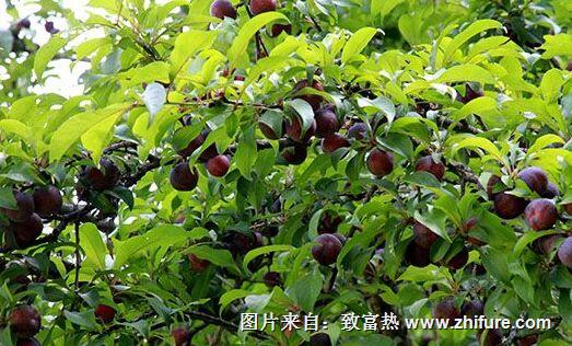 李果最新種植技術