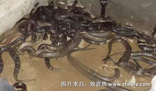 養1000條蛇能賺多少錢?養蛇的成本和利潤