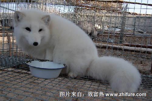 養10組狐貍能賺多少錢？養狐貍的成本和利潤