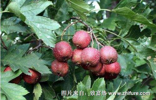 種一畝山楂能賺多少錢？種山楂的成本和利潤