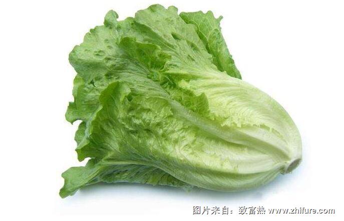 生菜的病蟲害防治